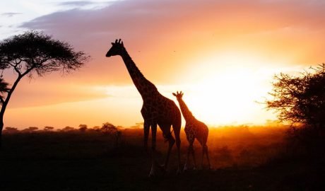 0-TGA.Safari-0
