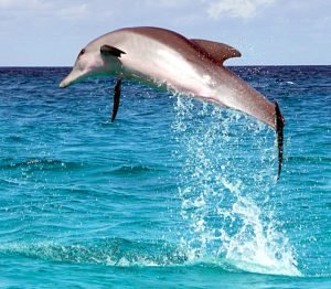 dolphin jumping